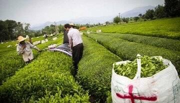  دولت به این افراد وام ۱۰۰ میلیونی می‌دهد