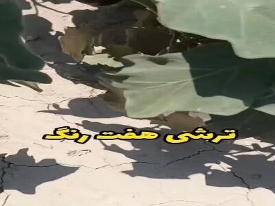  ترشی هفت رنگ یک دورچین محشر