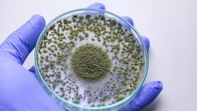  خودکفایی در تولید افزودنی‌های خوراکی؛ توکسین‌بایندر ایرانی سلامت دام را تضمین می‌کند