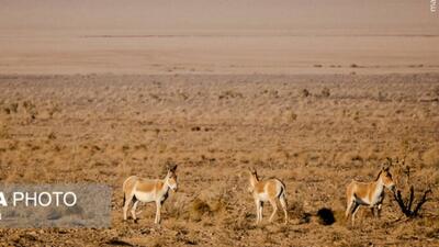  پارک ملی کویر؛ امید گور ایرانی