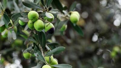  برداشت زیتون از باغات علی آبادکتول