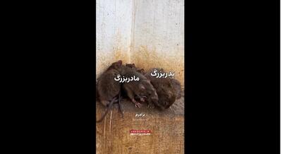  معبدی عجیب در هند که موش هارا مقدس می‌دانند و هندو‌ها به زیارت آنها می‌آیند (فیلم)