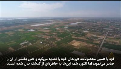  فاجعه زیست‌محیطی در غزه: نابودی ۸۶ درصدی زمین‌های کشاورزی توسط اسرائیل (فیلم)