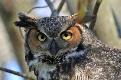  کدام حیوانات نماد مرگ و حیات بعد از مرگ هستند؟