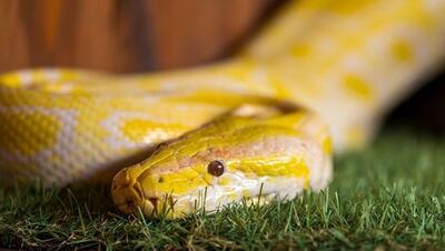  ویژگی شگفت‌انگیز ادرار مار که می‌تواند دوای درد باشد