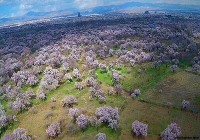  نمایشگاه جامع باغستان قزوین در رم