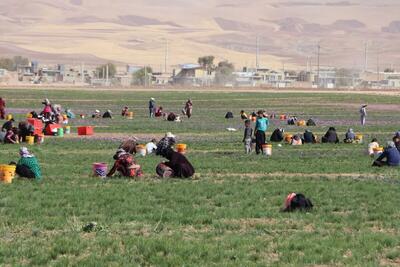  سطح زیرکشت زعفران در کردستان به ۱۰۰ هکتار رسید