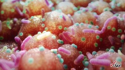  مطالعه‌ای نشان می‌دهد داروهای رایج می‌توانند برای چندین سال ساختار روده را تغییر دهند