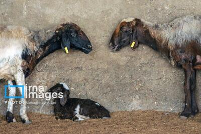  پرورش دام سبک در روستای «چپرقویمه»