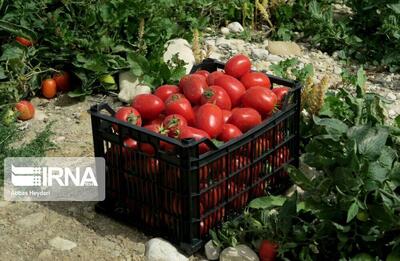  حرکت به‌سوی کشاورزی مشارکتی؛ راهکار انجمن ارگانیک گرگان است