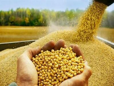  آغاز خرید دانه روغنی سویا برای نخستین بار در استان کرمانشاه