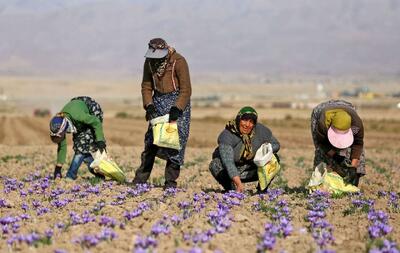 طلای سرخ ملایر چاره خشکسالی/ نبود برند و فرآوری مهمترین مشکل زعفرانکاران