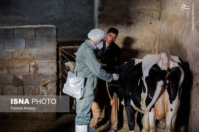  جمعیت دامی خوزستان در برابر سویه جدید «تب برفکی» واکسینه می‌شوند