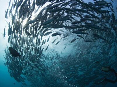  جهاد دانشگاهی به دانش فنی بیوتکنیک تکثیر و تولید واکسن‌های بومی آبزیان دست یافت