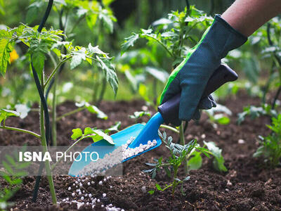  تأمین و توزیع هدفمند بیش از ۳۱ هزار و ۵۰۰ تن کود اوره در زنجان