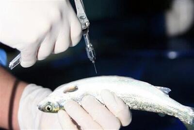  استفاده از واکسن‌های بومی در افزایش مقاومت ماهیان