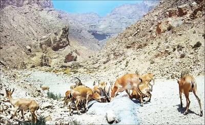  حفاظت از بلندترین قله بوشهر در دست جوانان بومی