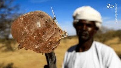 داستان صمغ و خون؛ سودان چگونه غارت شد