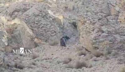  مدیرکل محیط زیست: حضور خرس قهوه‌ای در فیروزکوه، پیام‌آور نشاط و پویایی طبیعت تهران است