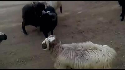  فیلم درگیری دیدنی قوچ های نر در کوهستان