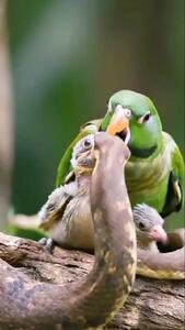  فیلم دفاع طوطی از جوجه خود مقابل حمله مار