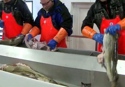  انقلاب در صنعت غذا: بسته‌بندی‌های ضدباکتری که جان شما را نجات می‌دهند!