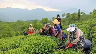  پرداخت تسهیلات کم‌بهره به چای‌کاران