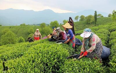  آغاز پرداخت تسهیلات کم‌بهره به چایکاران شمال کشور