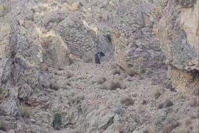  حضور خرس قهوه‌ای در فیروزکوه، پیام آور نشاط و پویایی طبیعت تهران