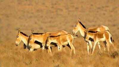  احیای گورخر ایرانی در پارک ملی کویر 20 سال طول کشید