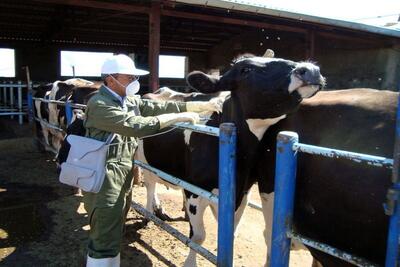  تب برفکی در هر منطقه ۴۰ درصد از دام‌ها را نابود می‌کند / چرا از واردات واکسن‌های ضد این ویروس جلوگیری می‌شود؟