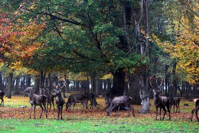  عکس | پاییز زیبا در جنگل‌قرق شهرستان گرگان