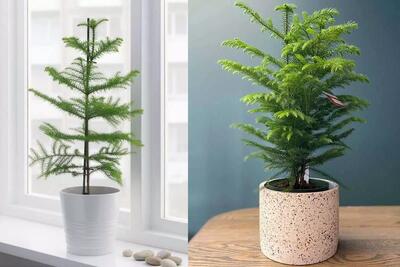  ترفندهایی برای شاداب شدن گیاه کاج مطبق