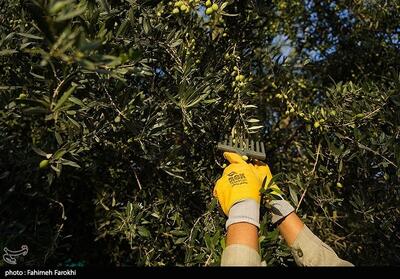  رفع محرومیت با تولید ملی / برداشت زیتون از باغات علی آبادکتول