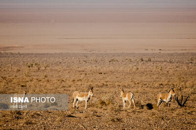  پارک ملی کویر؛ امید گور ایرانی