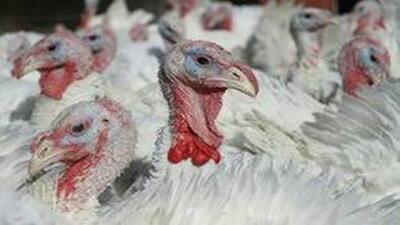  زنجان دومین تولیدکننده گوشت بوقلمون در کشور + فیلم