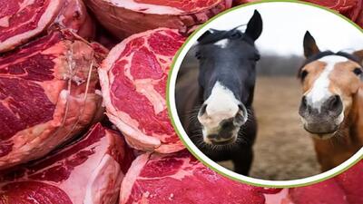  فروش گوشت اسب در مرغ فروشی