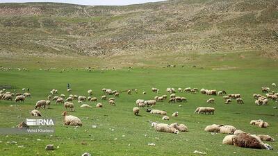  احیای ۲۰ میلیون هکتار از مراتع کشور هدف گذاری شد