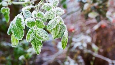  هشدار هواشناسی به کشاورزان یزدی/کاهش دما و ماندگاری سرمای شبانه