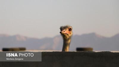  گوشتی لذیذ با خواص بسیار اما ناشناخته!