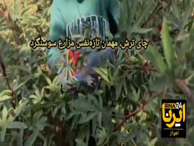  چای ترش، مهمان تازه‌نفس سوسنگرد