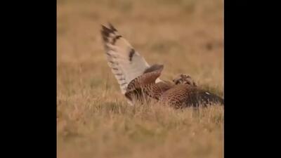  نبرد تماشایی شاهین و جغد در آسمان (فیلم)