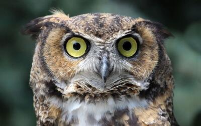  کدام جانوران در جهان بهترین «بینایی» را دارند؟