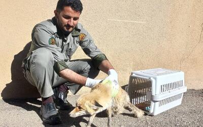  نجات روباه آسیب‌دیده از مرگ حتمی توسط دوستداران محیط زیست