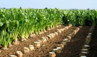  برداشت چغندر قند از 1400 هکتار اراضی کشاورزی استان قزوین