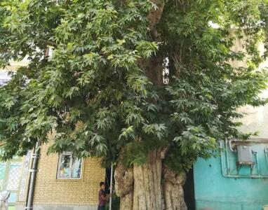  تغییرات اقلیمی میهمان ناخوانده درختان همدان/ خطر انقراض گونه های قدیمی