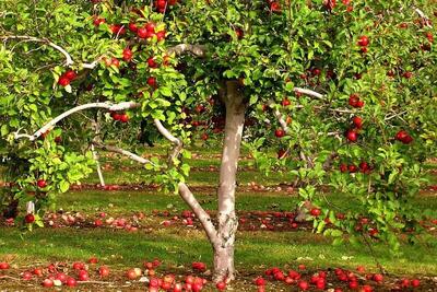  صادرات ۳۰۰ میلیون دلار سیب/افزایش رقابت با سرمایه گذاری در صنایع تبدیلی