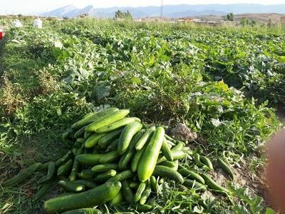  آغاز برداشت خیار نوبرانه در منطقه توکهور و هشتبندی