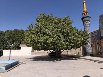  قطع بخشی از تنه درخت ۵۰۰ ساله اقلید