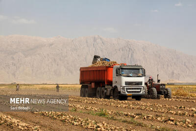  برداشت چغندر قند از ۱۴۰۰ هکتار اراضی کشاورزی استان قزوین آغاز شد